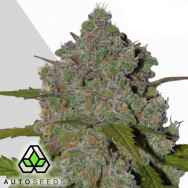 Auto Seeds Green Crack