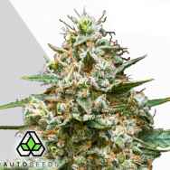 Auto Seeds Maui Wowie