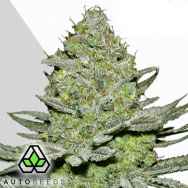 Auto Seeds Sour Diesel