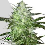 Auto Seeds Auto Chemdog