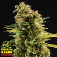 Freedom Seeds Big Trip