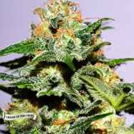 Cream of the Crop Seeds Cash Crop XL AUTO