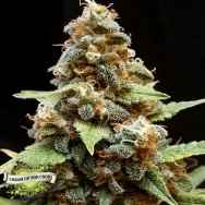 Cream of the Crop Seeds Gorilla Lemon Fire