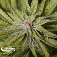 Cream of the Crop Seeds Super Wedding Haze