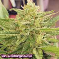 Dr. Underground Seeds Godzilla Glue