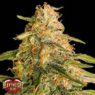 Heavyweight Seeds Tropic Punch