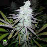 In House Genetics King Sherb