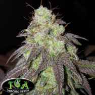 TGA Subcool Seeds King Jack