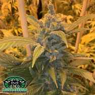 Mosca Seeds Alien Widow