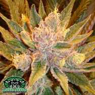 Mosca Seeds Diesel Moonshine