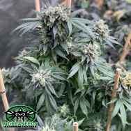 Mosca Seeds Midnight Special