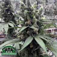 Mosca Seeds Moonshine Cookies