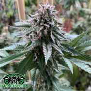 Mosca Seeds Super Petrol