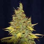 Seedsman Seeds Auto Candy Cream