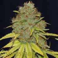 Seedsman Seeds Jack Herer Fast