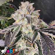 Always Be Flowering Genetics Snow Globe