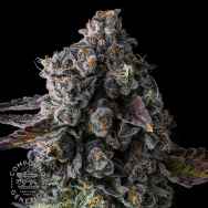 Compound Genetics Seeds Crystal Chalice