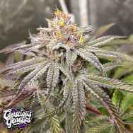 Conscious Genetics Blood Diamonds