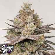 Conscious Genetics Chakraz