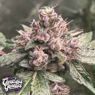 Conscious Genetics Pink Mintz