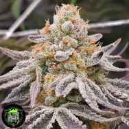 In House Genetics Black Sugar