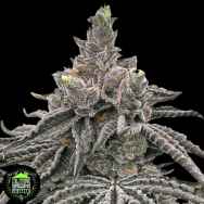 In House Genetics Orange Burst