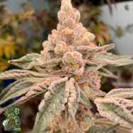 In House Genetics Terp Daddy