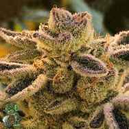 In House Genetics Terple