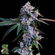 In House Genetics Blue Java