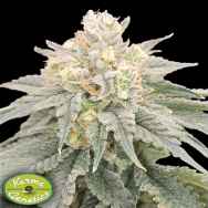 Karma Genetics Seeds BananZi