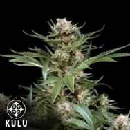 Kulu Seeds White Widow