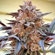 Dutch Passion Seeds Slush Mint Cake