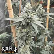 Solfire Gardens Sundae Supper