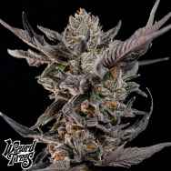 Wizard Trees Genetics Knightcap