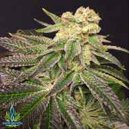 Exotic Genetix Seeds Christmas Cookies