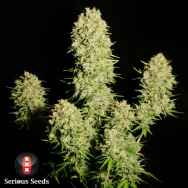 Serious Seeds Chronic