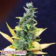 Lowryder Seeds Chronic Ryder