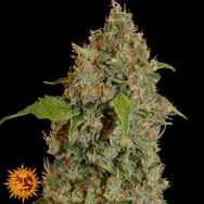 Barneys Farm Seeds Chronic Thunder