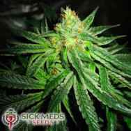 SickMeds Seeds Chupacabra