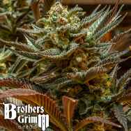 Brothers Grimm Seeds Cinderella 99