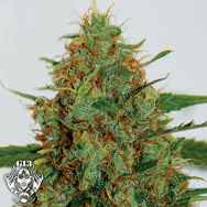 G13 Labs Seeds C99