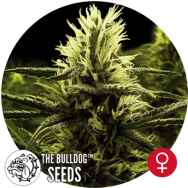 The Bulldog Seeds Citral Skunk