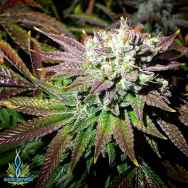 Exotic Genetix Seeds Citrus Berry