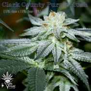 CannaVenture Seeds Clark County Purple Kush