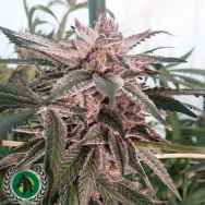 DarkHorse Genetics Seeds Clown Shoes OG