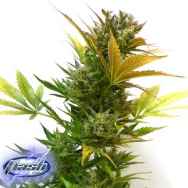 Flash Autoflowering Seeds Cobra