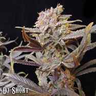 DJ Short Seeds Cocoa Kush