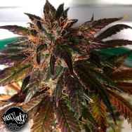 Pheno Finder Seeds Purple Strawberry Bliss S1