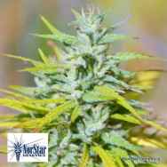 NorStar Genetics Seeds Colombian Thunder Funk