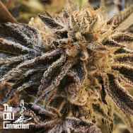 Cali Connection Seeds Corleone Kush